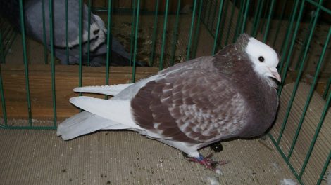 Boulant pigeons