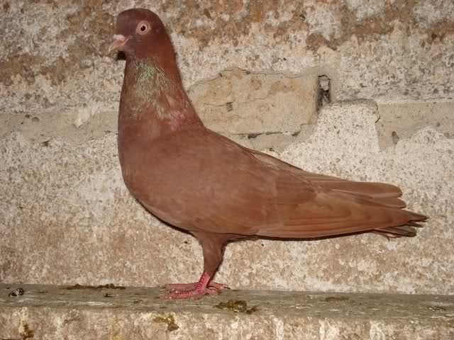 pigeons - red colour