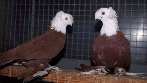 pigeons - culbuıtant