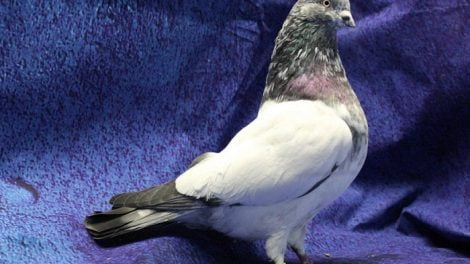 Flugtippler