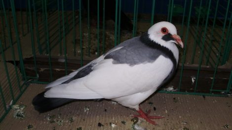 blue colour pigeons