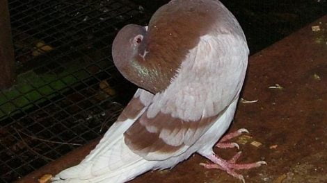 ringbater pigeons
