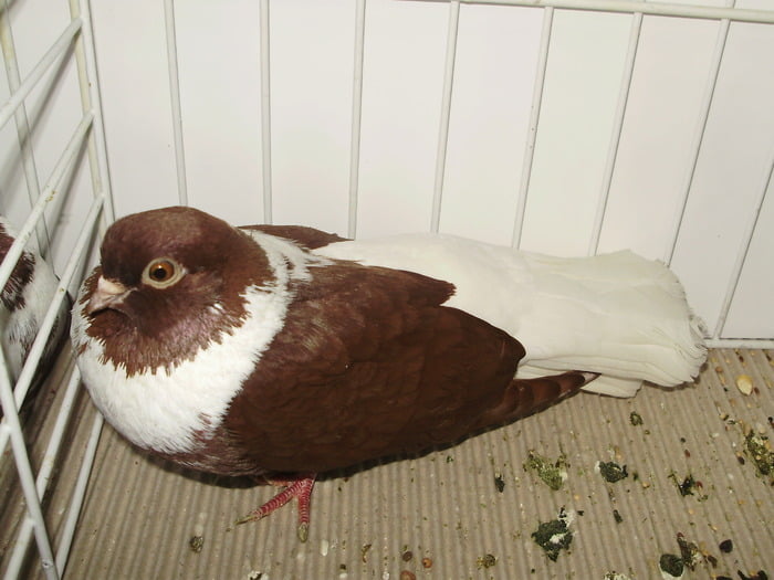 pigeons Haut-volant