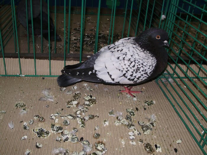 xxx pigeon - 