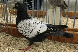 kalapati pigeon