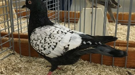 kalapati pigeon