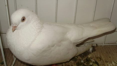 white pigeons - white tumbler pigeons