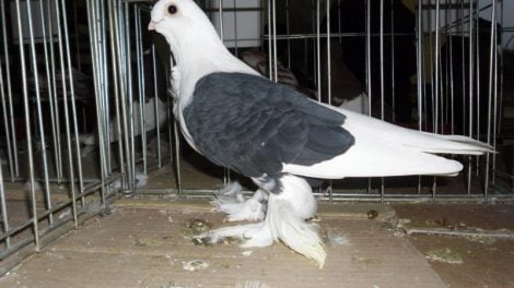 makedon pigeons