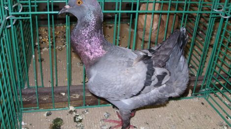 pigeons - chicken