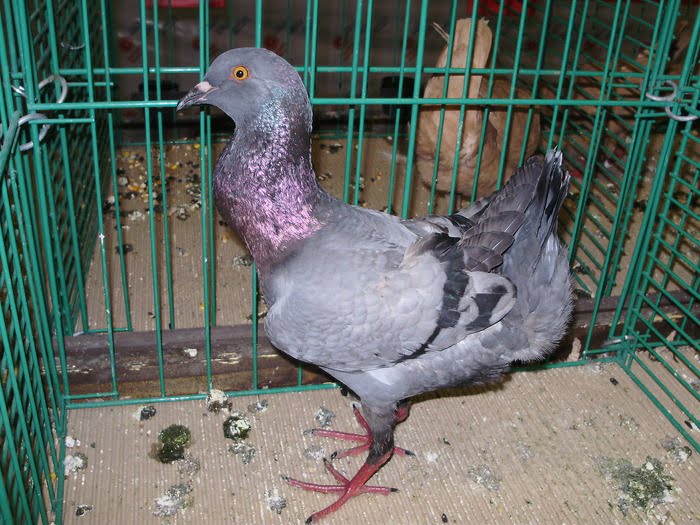 pigeons - chicken