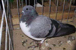 homing pigeons