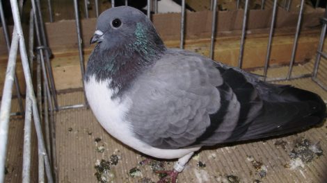 homing pigeons