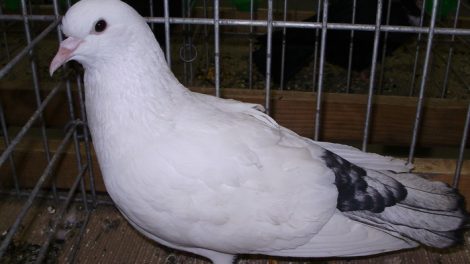 bulgarian pigeons