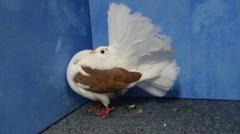 pigeons