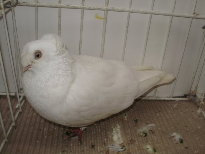 tümmler - white