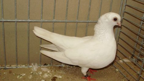 white dove - tumbler pigeons