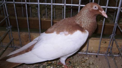 polish pigeons