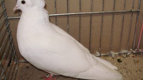 ringbater - güvercin-fancy pigeons