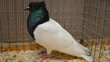 colour pigeons