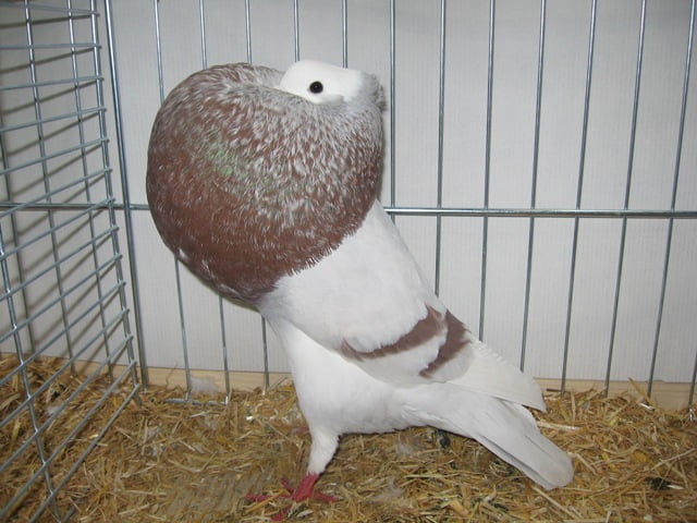 german cropper pigeons