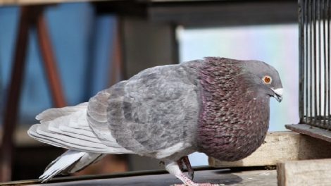 kropfr tauben