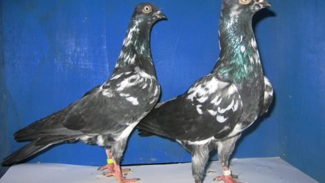 wiener tauben