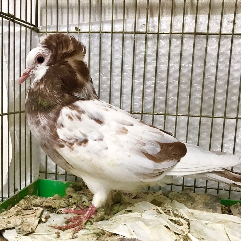 jacobin fancy pigeon