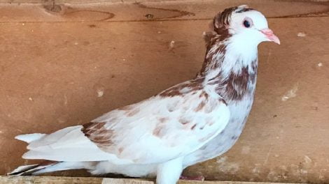 fancy dove - jacobin