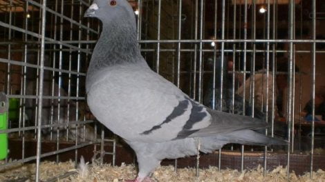 belian homer pigeons