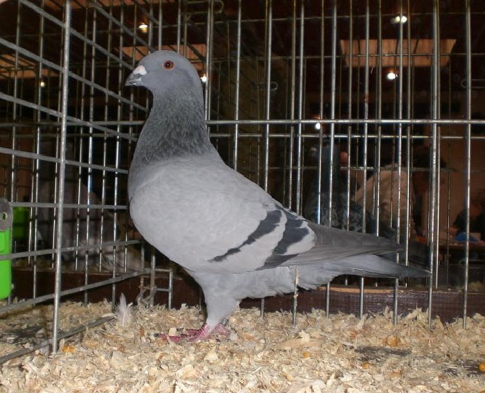 belian homer pigeons