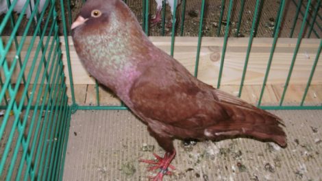 pouter pigeons