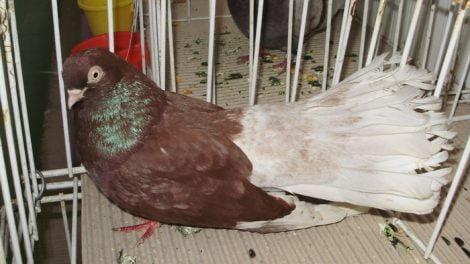 pigeons Highflier