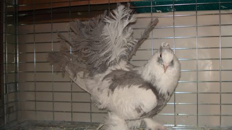 pigeons