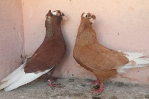 red pigeons - yellow pigeons - syrian pigeosn