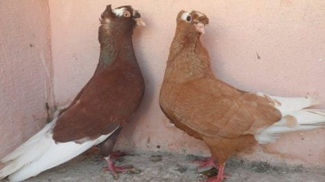 red pigeons - yellow pigeons - syrian pigeosn