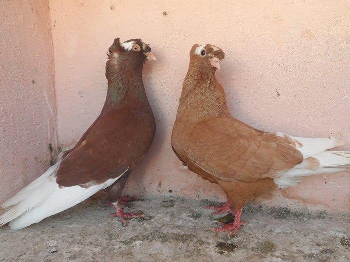 red pigeons - yellow pigeons - syrian pigeosn