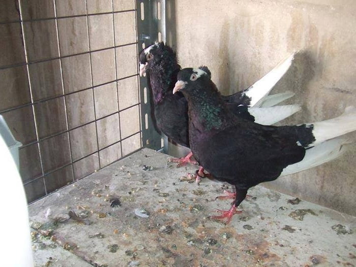syrian tumbler pigeons - کبوترهای زیبا