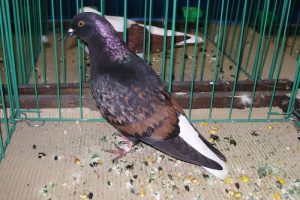 farbentauben - fancy pigeon pictures and names