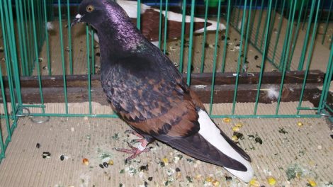 farbentauben - fancy pigeon pictures and names