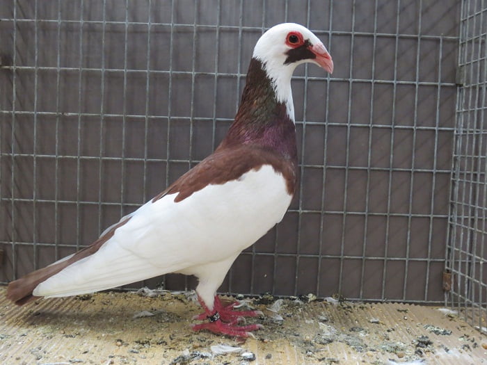 birds - israel pigeon - burung merpati cantik