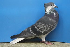 colour pigeons - swiss pigeons