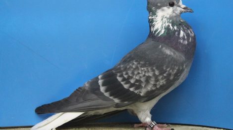colour pigeons - swiss pigeons