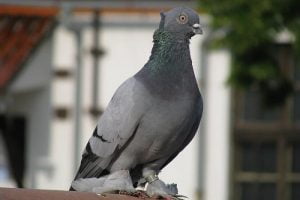 tunmbler pigeons