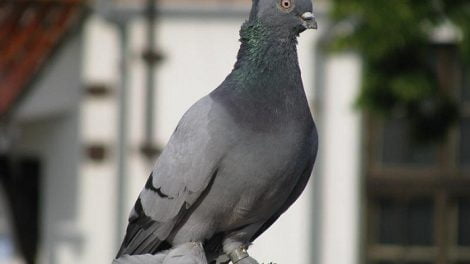 tunmbler pigeons