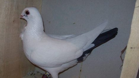 owl pigeon - dove bird