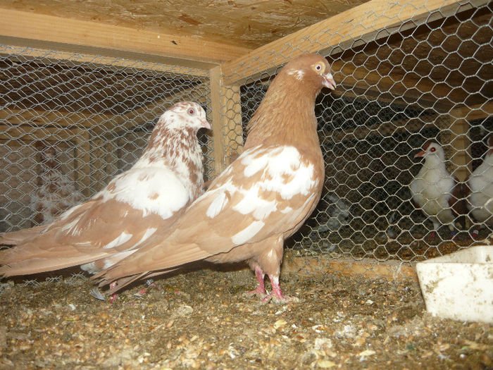 tippler pigeons