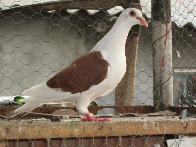 homer pigeons - brieftauben