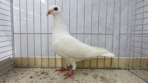 white pigeon