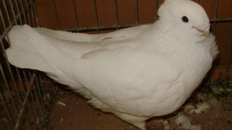 mövchen tauben
