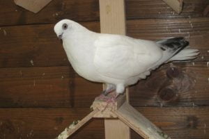pigeons culbutant - güvercin